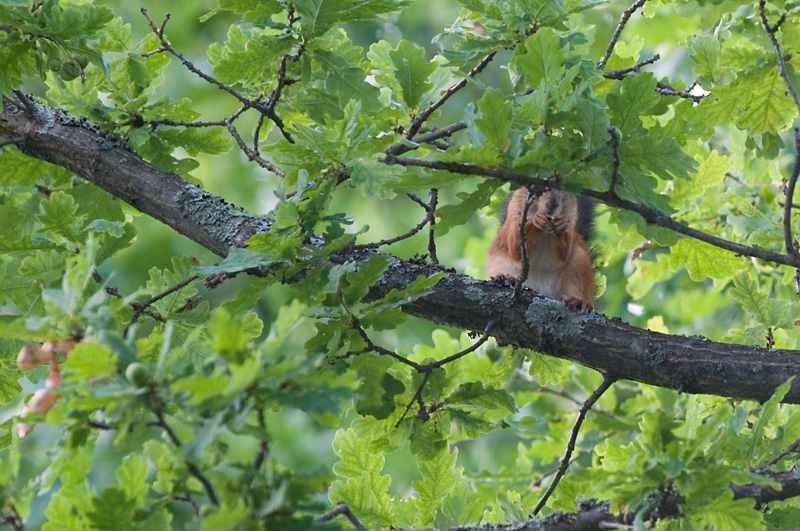 Orava 6.jpg - He cannot see me eating - this hide away is working